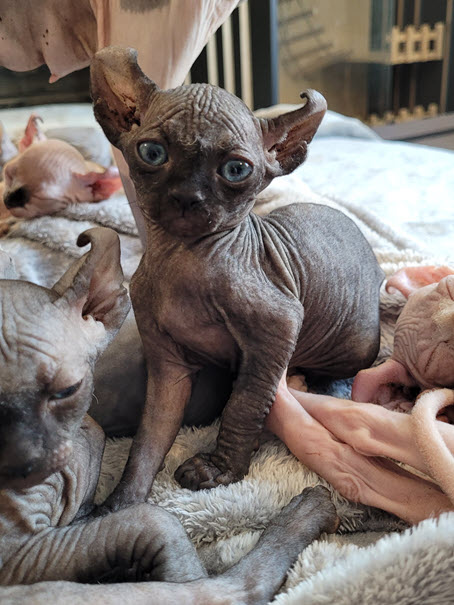 chat sphynx a vendre a montreal