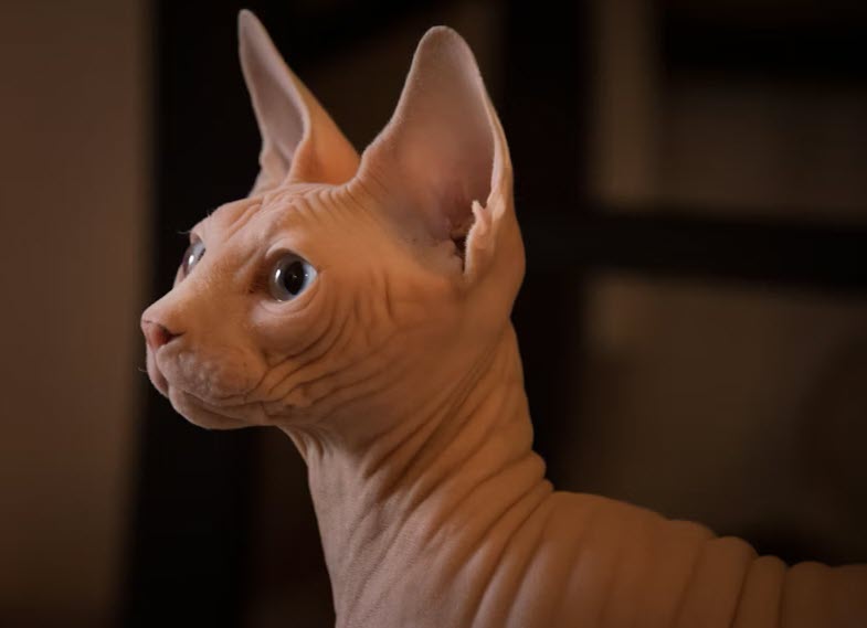 chat sphynx a montreal